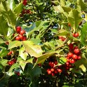 Ilex aquifolium P1D P1E P16 P17 P29